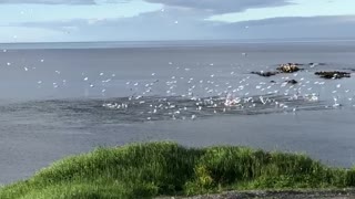 Gannets Diving for Herring Hit the Water With a Thud