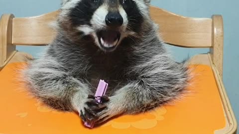 Pet raccoon chows down on favorite treat