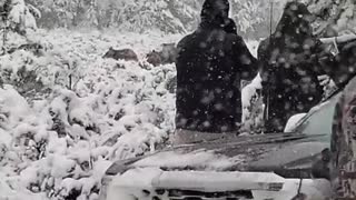 Tourists Get Dangerously Close to Bears Crossing Road