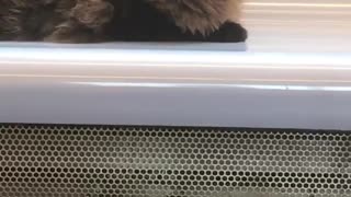 Black cat sitting on subway