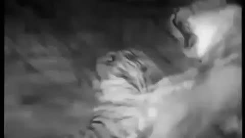 Lion Vs Tiger Real Fight to Death || Original Recorded Video