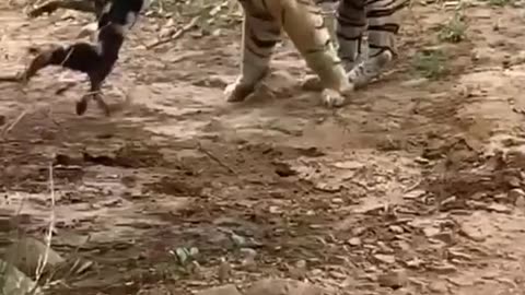Tiger killed dog at zone 2 Ranthambhore national park Tiger attack dog #shorts