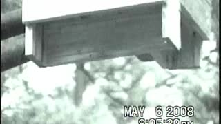 Bat Video 5 6 2008