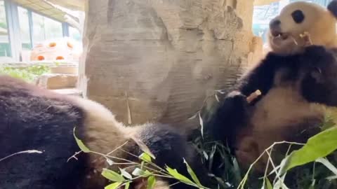 Two lovely pandas eat bamboo together