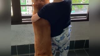 Dog and his little friend look out the window
