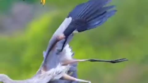 Crazy chasing from peregrine falcon and horrifying scream from great blue heron _peregrine _