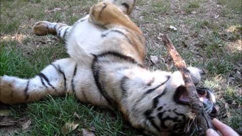 Playful tiger cub is just a cat at heart