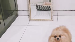 Pomeranian performs twirl every time he sees his reflection