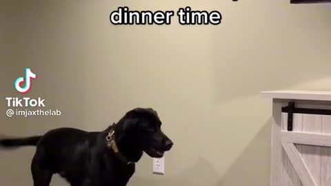 Dogs dinner dance