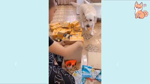 Smart Dogs Compilation