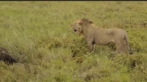 Group of lions team up just to take down one of their own lion
