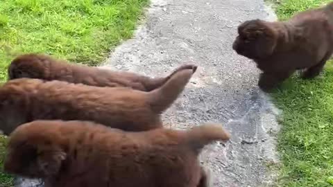 Adorable Newfoundland puppies chasing their momma.