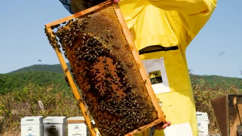 Bienen honig 100% Gesund
