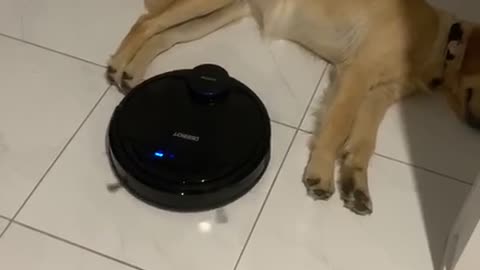 Golden Retriever Not Bothered by Robot Vacuum