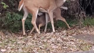Baby deer gut-punches momma!