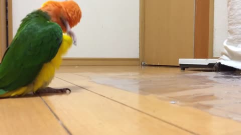 Adorable Parrot -Silly Walk