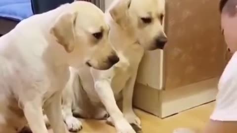 funny dogs #shorts #dog #dogsofinstagram #dogs #puppy #dogstagram #doglover #instadog #dogoftheday #doglife #love #doglovers #pet #cute #puppylove #puppiesofinstagram #pets #instagram #puppies #doggo #dogsofinsta #cat #ilovemydog #petsofinstagram #dogphot