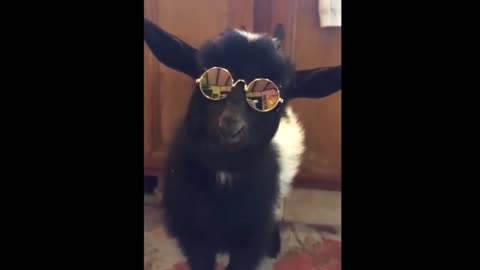 Goat dressed up and wearing glasses is really handsome