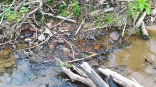 Small river in the forest