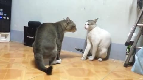 Funny: Cat vs Cat look like cute
