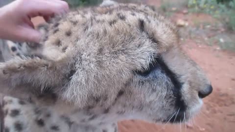 Old Rescued Cheetah Purring