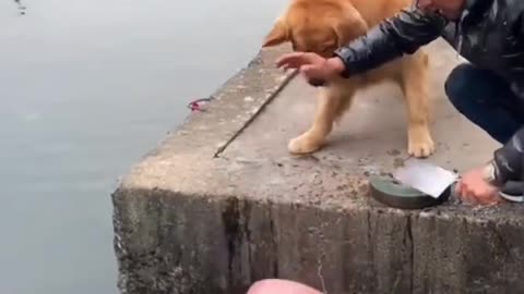 King Dog Saved Fishes Lives From His Owner! Dog Hero