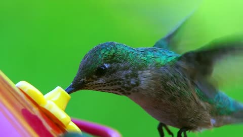 Hummingbird Hovers and Feeds