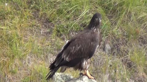 Bald Eagles feast on fish carcass 2 of 2