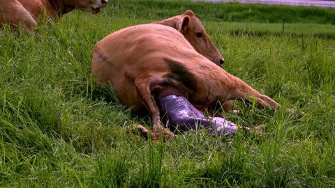 Heart warming close look at a calf's entry into the world