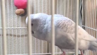 Larry the Parakeet’s Happy Dance