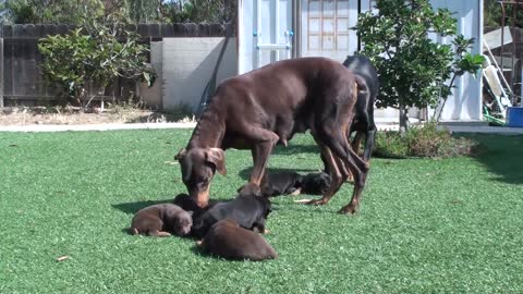 doberman mom keeping dad away from the pups
