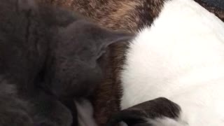 Kitten trying to wake dog up