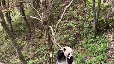 Big panda's daily life
