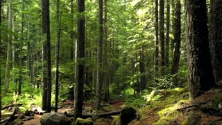 Forest calm mediation vedio