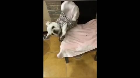 Cute and funny dogs enjoying