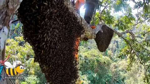 Primitive Technology: Amazing Find Giant Honey Bee For Food In The Mountain Forest