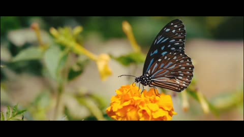 Nature cinematic video