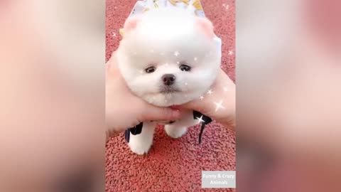 CUTE 🤣 Funniest 🐶 Dogs and 😻Cats Videos 2021 Compilation v2