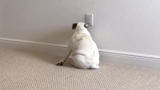 White bulldog drags butt around in circle on carpet