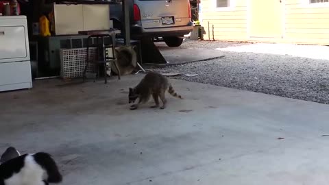 Cute and funny raccoon stealing cats' food