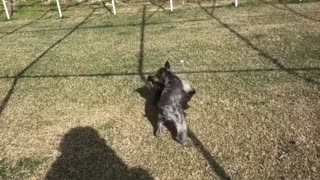 My Schnoodle puppies Blu and Chase Wrestling after getting groomed