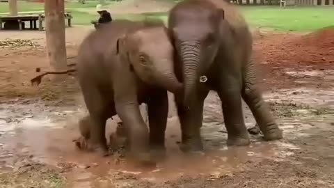 Young elephant twins playing in the mud in a funny way😂😂