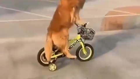 Dog riding bicycle - Cute Dog video