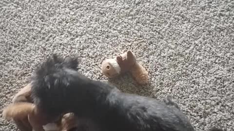 Truffles Playing With The Toy Squirrels