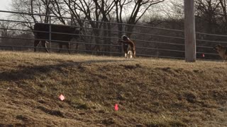 Cow Has Fun with Dogs at Fence