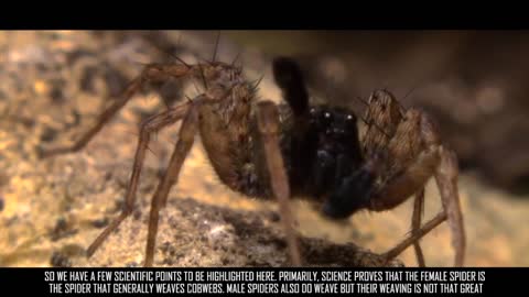 Science Confirms Quranic Claim - Weakest Homes are That of Spider