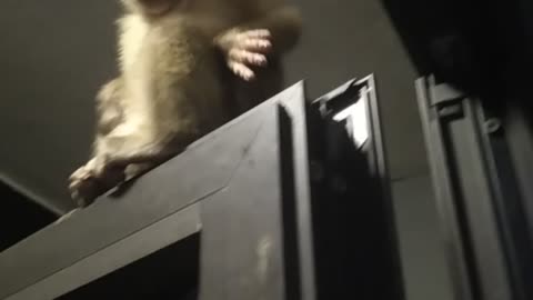 naughty monkey