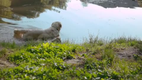 Dog in pond