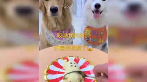 Dog reacting dog cake cutting