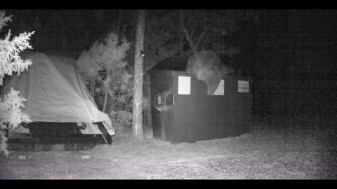 Juvenile Bear Raids Dumpster!